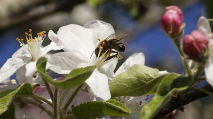 abeille la tête dans la fleur de pommier
