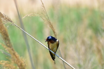 A small bird perched in the wetlands