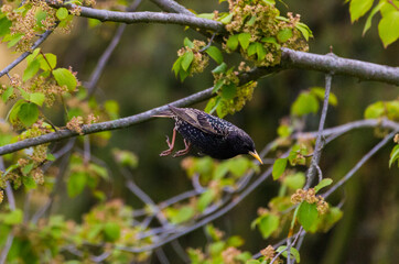 Jumping starling with green golden background