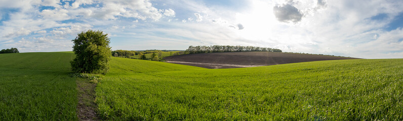 Lonely tree on a background of green fields and a beautiful blue sky. spring panorama of fields and meadows