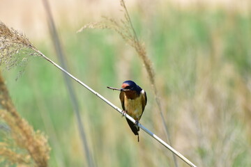 A small bird perched in the wetlands