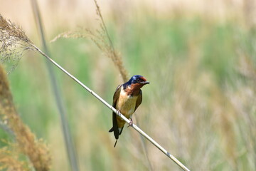 A small bird perched in the wetlands