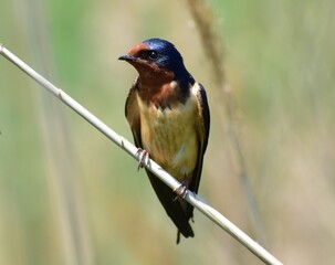 A small bird perched in the wetlands