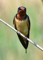 a small swallow perched in the wetlands