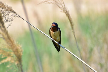 a small swallow perched in the wetlands