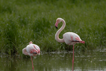 Pink big birds Greater Flamingos, Flamingos cleaning feathers. Wildlife animal scene from nature.