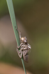 Dragonfly exuvia brown on green leaf