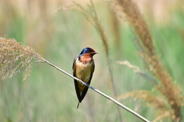a small swallow perched in the wetlands