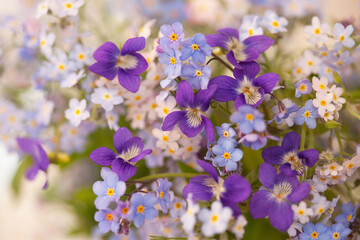 Floral background with a bouquet of violets and forget-me-not flowers, close-up. Blur, selective focus. - 435133327