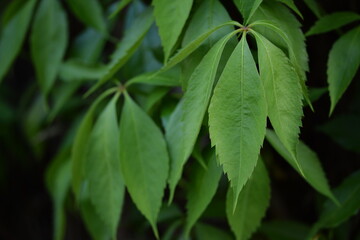 Virginia creeper green spring leaves background, climber green background
