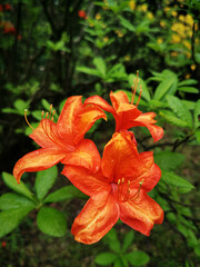 Frische Azalee Bl&uuml;ten im Fr&uuml;hling