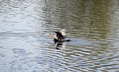 Ptactwo , Kaczki plywajace na wodzie © Iwona
