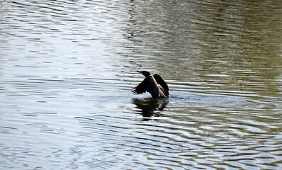 Ptactwo , Kaczki plywajace na wodzie © Iwona
