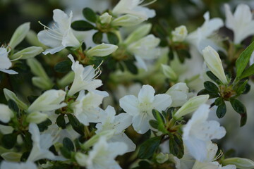 White azalea flowers, blooming azalea shrub, white azalea view. 