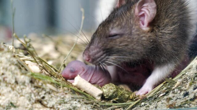 grey rat with newborns. rodent breeding. 