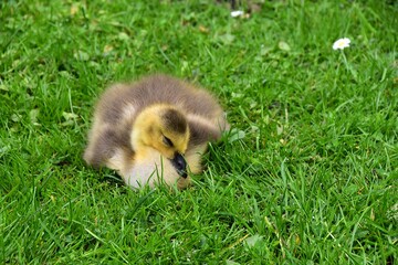 Piskleta gesi odpoczywajace na lace w parku © Iwona