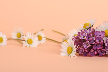 Closeup of daisy and lilac flowers on peach background