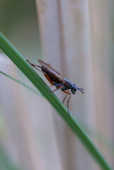 Brown blue insect macro with brown background