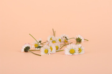 Isolated daisy flowers on white background
