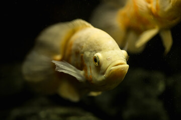 White astronotus in the aquarium, close-up