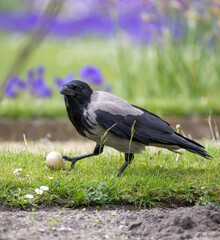 Carrion crow eating an egg at meadow with purple flowers in the background