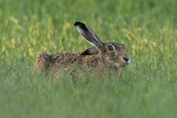 Naklejka premium rabbit in the grass