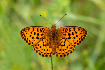 Blackberry Brentisi butterfly - Brenthis daphne