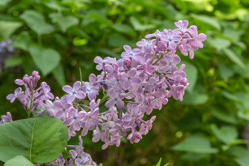 Obraz na płótnie Canvas Bright blooms of spring Purple lilac as background. Syringa vulgaris, the lilac or common lilac, is a species of flowering plant in the olive family Oleaceae. Copy space for text