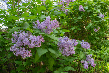 Bright blooms of spring Purple lilac as background. Syringa vulgaris, the lilac or common lilac, is a species of flowering plant in the olive family Oleaceae. Copy space for text