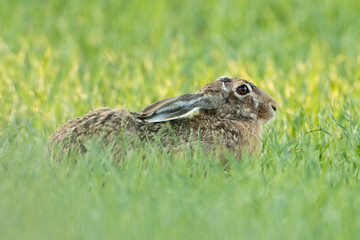 rabbit in the grass