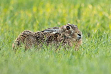 rabbit in the grass - Powered by Adobe