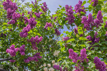 Bright blooms of spring Purple lilac as background. Syringa vulgaris, the lilac or common lilac, is...