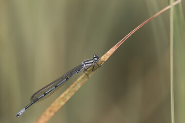 Dragonfly macro with brown blue green colours