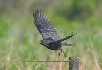 American crow (Corvus brachyrhynchos) flying from fence post in Florida; perched on barbed wire fence post, feather details, green grass bokeh background; shiny iridescence
