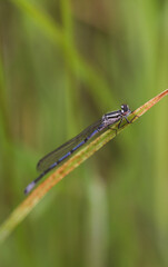 Blue dragonfly damselfly on brown leaf green background