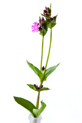 Seasonal eurpean spring flower, a pink ragged robin in a vase on white background, picked in May in Europe