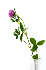Seasonal european spring and summer flower, red clover in a vase on white background, picked in May in Europe. Also used as  a medicinal plant.