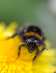Humblebee macro close up
