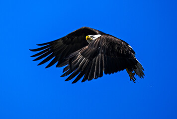 Eagle
