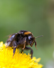 Humblebee close up macro on dandelion with green background