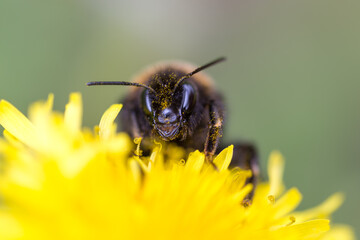 Bee macro on yellow flower with white green background