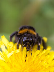 Bee sitting on yellow flower blossom macro close up