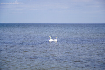 Łabędzie na bałtyku © Aruru