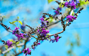 Purple and pink flowers 
Flores de primavera