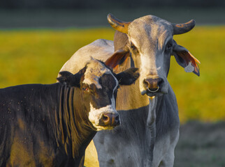 The Brahman (Bos taurus indicus) is an American breed of zebuine-taurine hybrid beef cattle. Domestic White bull male with nose ring; black and white female with small flies, sun shine pasture behind