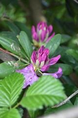 Piekny Rhododendron kwitnacy wiosna w parku