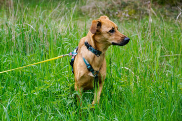 Kundlek w trawie © Aruru