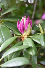 Piekny Rhododendron kwitnacy wiosna w parku
