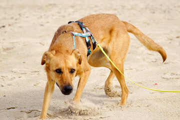 Kundelek na plaży © Aruru