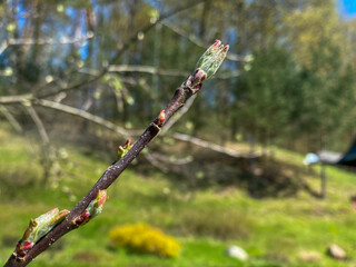 Young buds and leaves bloom. The first leaves on the apple tree. Blurred spring background. Selective focus